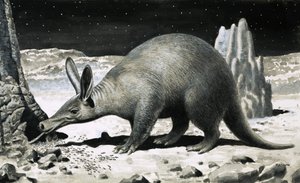 Aardvark tekijältä R.B. Davis