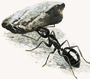 Pieniä hirviöitä: Mighty Ant