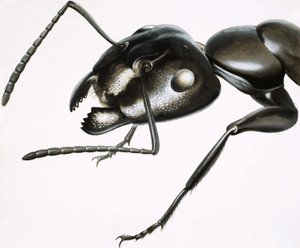 Pieniä hirviöitä: Mighty Ant tekijältä R.B. Davis