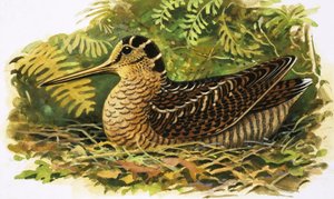 Luontoa katsomalla: Woodcock
