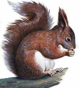 Punainen orava (guassi paperille) tekijältä R.B. Davis