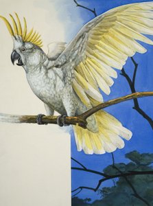 Rikkipääkakadu (guassi paperille) tekijältä R.B. Davis