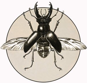 Hirvikovakuoriainen tekijältä R.B. Davis