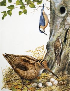 Metsän linnut tekijältä R.B. Davis