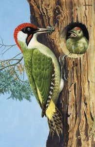 Woodpecker (guassi paperille) tekijältä R.B. Davis