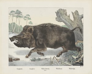 cinghiale. / Sanglier. / villisika. / nukka. / Villisika. / Wild Wine (otsikko esineessä) tekijältä R. Schulz