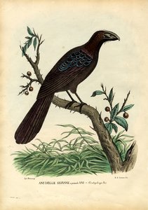 Vuodet 1863-79 tekijältä Raimundo Petraroja