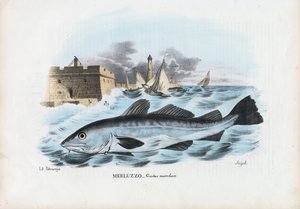 Atlantin turska, 1863-79 tekijältä Raimundo Petraroja