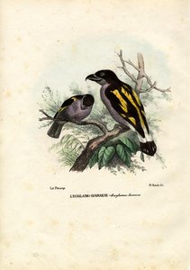 Broadbills, 1863-79 tekijältä Raimundo Petraroja