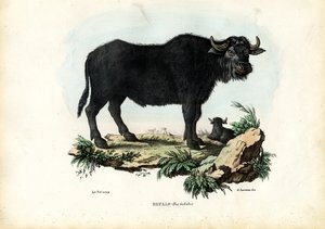 Buffalo, 1863-79 tekijältä Raimundo Petraroja