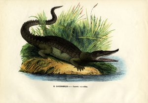 Kaiman, 1863-79 tekijältä Raimundo Petraroja