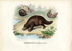 Duck-Billed Platypus, 1863-79 tekijältä Raimundo Petraroja