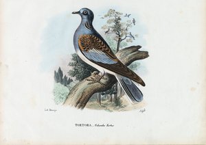 Euroopan Turtle Dove, 1863-79 tekijältä Raimundo Petraroja