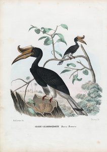 Suuri sarvinokka, 1863-79 tekijältä Raimundo Petraroja
