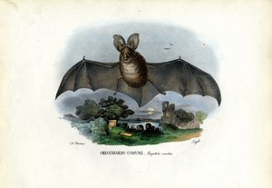 Harmaa pitkäkorvalepakko, 1863-79 tekijältä Raimundo Petraroja