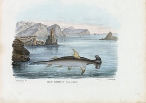 Hammerhead, 1863-79 tekijältä Raimundo Petraroja