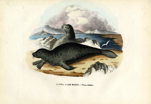 Harbour Seal, 1863-79 tekijältä Raimundo Petraroja