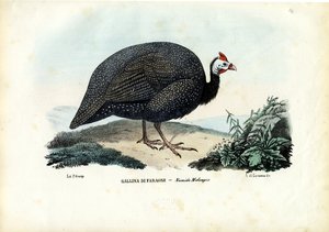 Kypäräinen helmikana, 1863-79 tekijältä Raimundo Petraroja