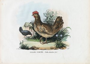kana, 1863-79 tekijältä Raimundo Petraroja
