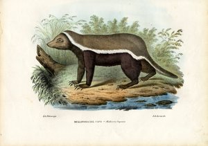 Honey Badger, 1863-79 tekijältä Raimundo Petraroja