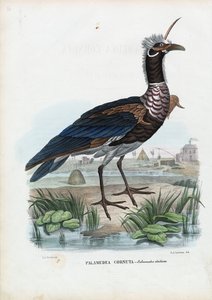 Sarvimainen huutaja, 1863-79 tekijältä Raimundo Petraroja