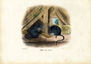 Talon hiiri, 1863-79 tekijältä Raimundo Petraroja