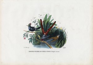 Hummingbirds, 1863-79 tekijältä Raimundo Petraroja