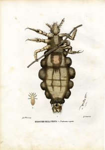Täi, 1863-79