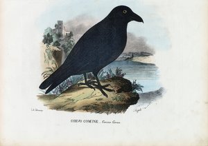 Korppi, 1863-79 tekijältä Raimundo Petraroja