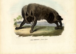 Raidallinen hyena, 1863-79 tekijältä Raimundo Petraroja