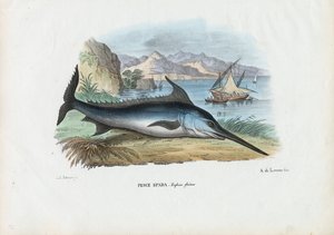 Miekkakala, 1863-79 tekijältä Raimundo Petraroja