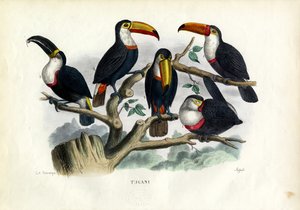 Tukaanit, 1863-79 tekijältä Raimundo Petraroja
