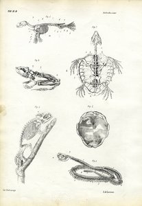 Kilpikonna, 1863-79 tekijältä Raimundo Petraroja
