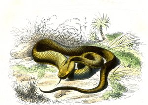 Vipere-keihäänkärki (Cophias Lanceolatus) - Bernard Germain de Lacepeden (1856-1925) luonnonhistoriallinen lautanen, painos P.Furme, Pariisi tekijältä Raimundo Petraroja