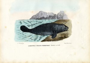 Länsi-Intian manaatti, 1863-79 tekijältä Raimundo Petraroja