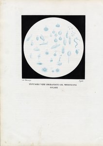 Pyöräeläin, 1863-79 tekijältä Raimundo Petraroja