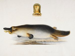 Altaan äärellä oleva ankkanokkalapsikko, jossa on yksityiskohta nokkasta, n. 1820