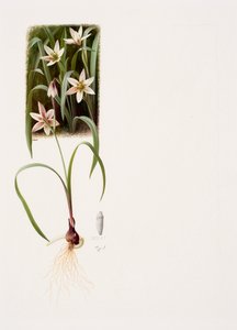 Amana edulis (öljy paperille)