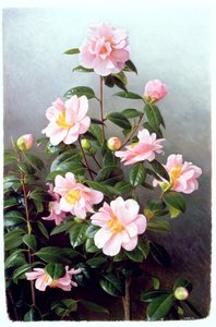 Camellia Japonica Lajike tekijältä Raymond Booth