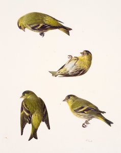 Neljä siskon opusta (öljy paperille) tekijältä Raymond Booth