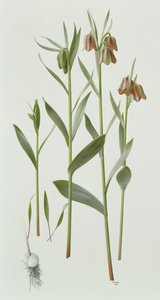 Fritillaria Hermonis Amana tekijältä Raymond Booth