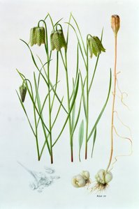 Fritillaria Whittallii tekijältä Raymond Booth