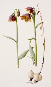 Fritillaria daviesii tekijältä Raymond Booth