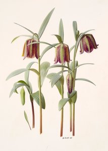 Fritillaria kotschyana tekijältä Raymond Booth