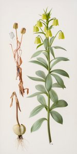 Fritillaria pallidiflora tekijältä Raymond Booth
