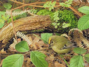 Gold Crest, 2000 (öljy laudalle)