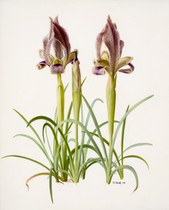 Iris acutiloba (öljy paperille)