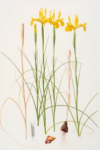 Iris spuria, 2002 (öljy paperille)