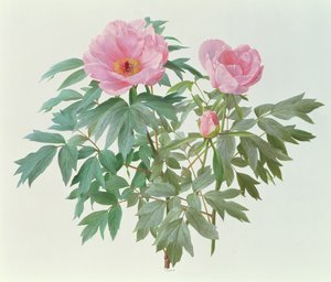 Japanilainen puu Paeony tekijältä Raymond Booth