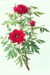Japanilainen puu Paeony